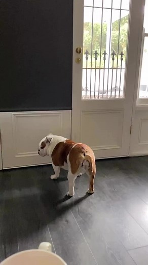 English Bulldog Behavior: Funny Morning Routine!