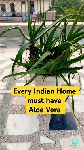 Aloe Vera Care Guide for Beginners