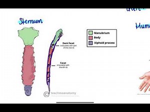 Categorising bones based on their shapes! Anatomy simplified.