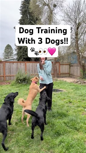 Even basic dog training commands are chaotic 😅 #shorts #dogshorts #labrador #dogtraining