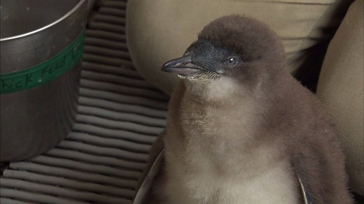 478K views · 1.9K reactions | BABY PENGUIN! How precious is this baby blue penguin, the newest addition to the Adventure Aquarium’s little blue penguin colony! MORE: www.fox29.com/news/228038445-story | FOX 29 | Facebook
