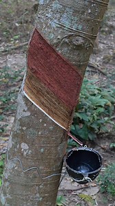 พอท้องฟ้าเริ่มสว่าง ขาและแขน ก็เริ่มมีพลัง 555 #กรีดยาง | Kittisak Chomphu