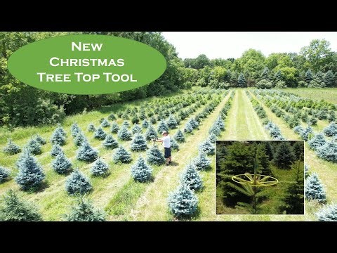 Correcting Leaders in Spruce Trees