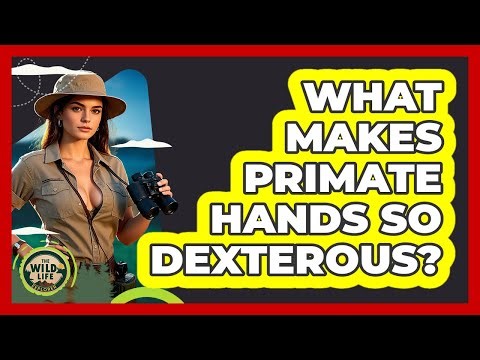 What Makes Primate Hands So Dexterous?