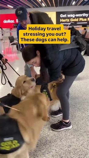 Airport pups calm stressed travelers