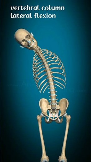 vertebral column lateral flexion #physiorehab#drsamia