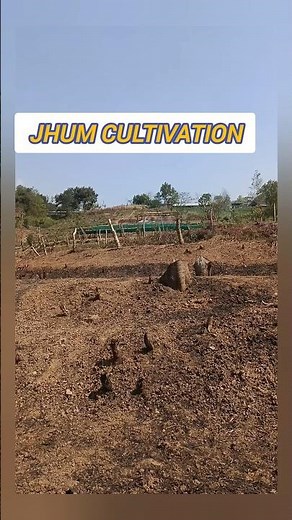 Jhum Cultivation in North-East India🌍#facts #farming #jhuming #india