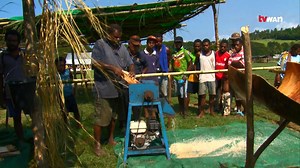 3.8K views · 152 reactions | The traditional art of making sago is one of the most vigorous and lengthy food processing techniques in the world. However with the introduction of modern technology and a bit of innovation, this process which can take up to nearly a day has been reduced to at least an hour. | TVWAN Online | Facebook