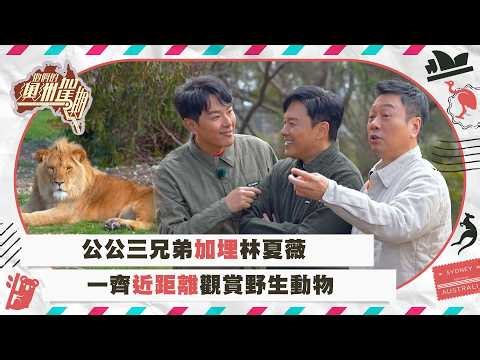 他們的澳洲駕期｜公公三兄弟加埋林夏薇 一齊近距離觀賞野生動物｜自駕遊 旅行 旅遊｜TVB綜藝