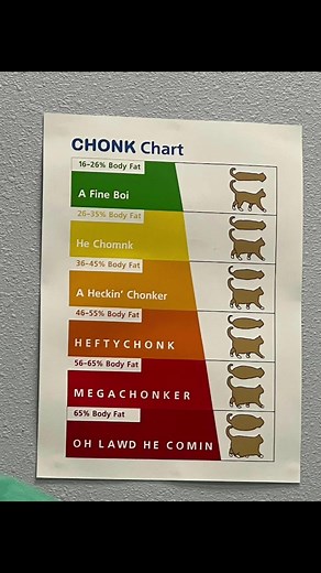 Understanding the Cat Chonk Scale: From Feline Sizes to Chonky Cats