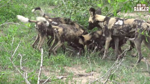 Ravenous African Wild Dogs Eat Young Impala