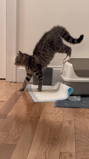 This is suspicious👀 #kittensoftiktok #kitten #cattok #catsoftiktok #catsareweird