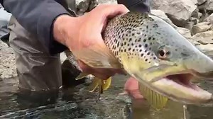 1.3M views · 44 reactions | INTRODUCING THE STEALTH X: This 2 or 3-person inflatable boat is a great two seater with plenty of room in the back for a 3rd angler (and even has a lean bar option for them). It’s 12 foot length allows you to easily transport it in the back of your truck or car roof top, while still having the extra width and self bailing options of our 3-man. No trailer needed! | Flycraft | Facebook