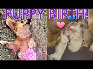 The Whole process of an AKC dachshund dog giving birth to 3 beautiful puppies!