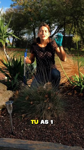 Tutoriel tailler une graminées #tailler #tuto #festuc #jardin #taille #tutorial #plante #gramine #couper #cut #garden #soins#entretien #conseils #jardinage | La main verte de Marion