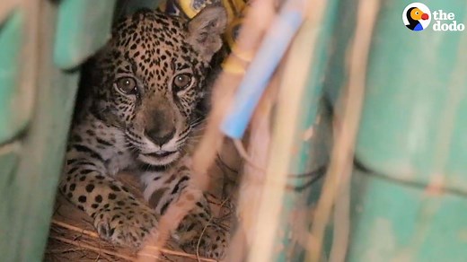 1.7M views · 24K reactions | People rescue a pet baby jaguar who was abandoned in a warehouse  | The Dodo | Facebook