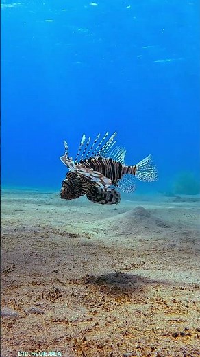 🦁 5 Facts About Lionfish!