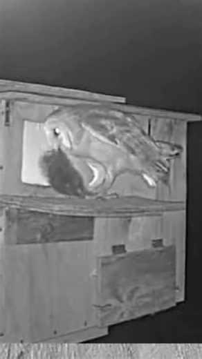 🦉🐇 OMG! Fledgling Gets MASSIVE Rabbit 😱 | Unbelievable Moment