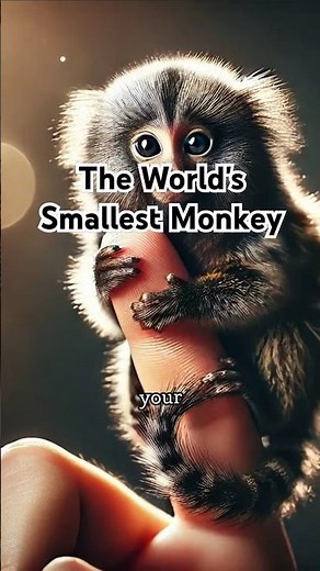Meet the Pygmy Marmoset 🐒 | The World’s Smallest Monkey!