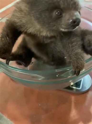 All about Sloth on Reels