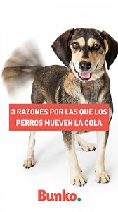 8.6K views · 468 reactions | 3 razones por las que los perros mueven la cola. La última tal vez no la sabías. | Bunko | Facebook
