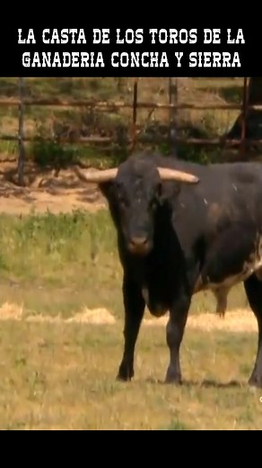 LA CASTA DE LOS TOROS DE LA GANADERIA CONCHA Y SIERRA | Nuestro Campo Bravo - Toros en Directo - Toros en Vivo Hoy - Toros Para Todos - Documentales Taurinos - Toros De Lidia en el Campo - Toros de Miura en el Campo - Toros Bravos en el Campo - Tauromaquia en España - Toros en España - Toros en Mexico - Toros en Peru - Toros en Colombia - Toros en Francia - Toros en Ecuador - Toros en Venezuela #Toros #TorosTV #Documental #TorosBravos #TorosEnElCampo #TorosDeLidia | Arte Taurino TV