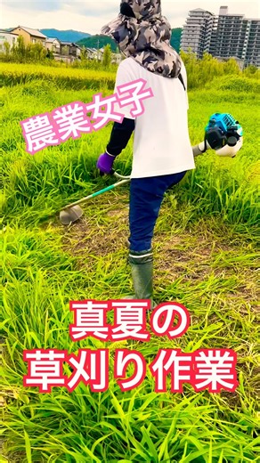 農業女子 真夏の草刈り作業 #kubota #現代農業 #farming #草刈り #草刈機 #農業 #農家 #農業女子