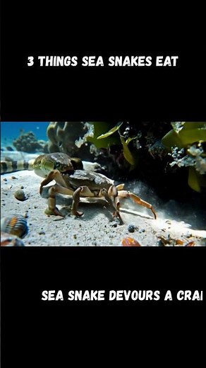3 Things Sea Snakes Eat Underwater! (REAL Footage Simulation) 🌊🐟🦀 #seasnakes #oceanlife #shorts