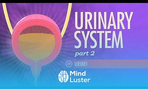 Mind Luster - Learn Urinary System Part 2 Crash Course A P 39