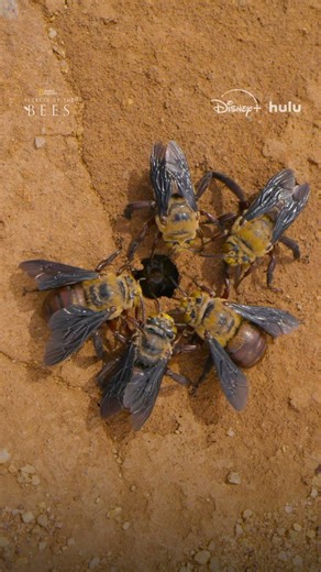 Look closer and experience all the drama from inside the hive 🐝 #SecretsOfTheBees