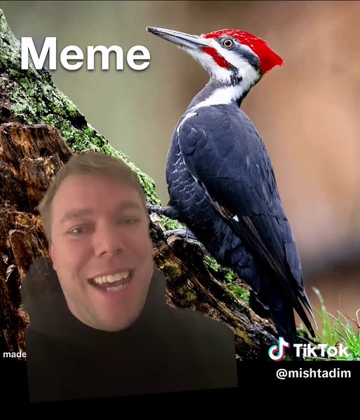 Pronunciación del pájaro Pileated Woodpecker en Ojibwe