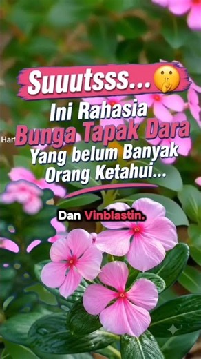The Secret of the Madagascar Periwinkle