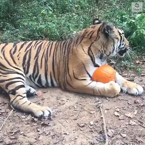 274K views · 1.4K shares | Try to treasure anything as much as this tiger treasures its pumpkin. https://abcn.ws/3132tx4 | ABC News | Facebook