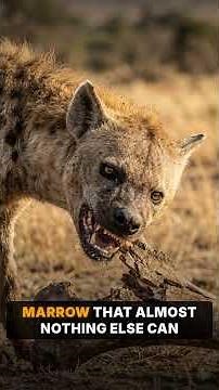 Spotted Hyena (Ethiopia): The Men Who Hand-Feed Wild Hyenas