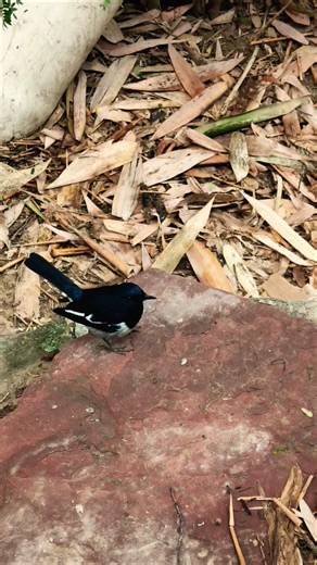 Oriental Magpie-Robin in Natural Habitat | Black & White Beauty | Oriental Magpie-Robin Bird