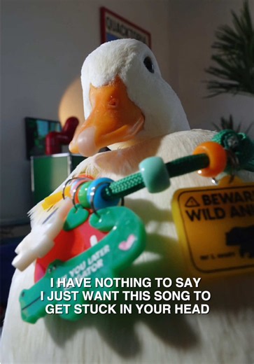 I’m truly sorry #duck #dancing | Duck