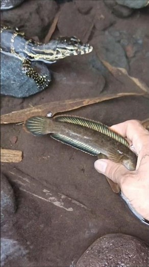 how to catch snakehead fish with frog lure - SNAKEHEAD FISH #shorts #fish #channa #viralvideo