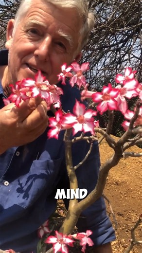 PlantInfo.co.za on Instagram: "🌸 Meet the Impala Lily (Adenium multiflorum), one of South Africa’s most iconic flowering plants! We visited Andy De Wet from The ALOE FARM , and he shared his tips on how to grow these beauties successfully. You’ve probably seen Impala Lilies showing off at Skukuza Camp in the Kruger National Park, but did you know they’re actually very easy to grow if you know the trick? Here’s what Andy says: Choose the right spot – “Put it in a hot, baking sunny position.” Wat