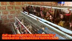 20 reactions | Matured layer-birds for sale. Over 10,000 birds in stock at very affordable prices. Suitable for schools, big kitchens, retailing, and many more. Call now 0244537325 / 0503080678 0203343133 / 0546542424 / 0277925260. | JO' CEE STORE | Facebook