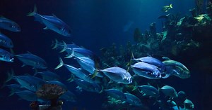 Quelles sont les conséquences des ouragans sur les animaux marins ?