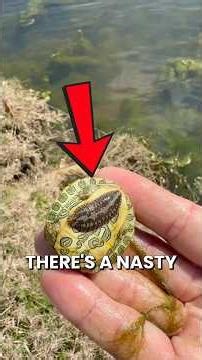 Saving A Baby Turtle At My Local Pond!#Fishing #fishingvideos #turtle