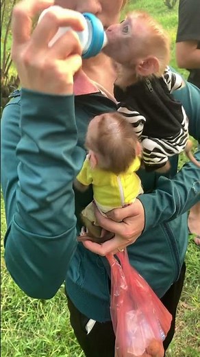 The mother is breastfeeding her baby monkey, it looks amazing.