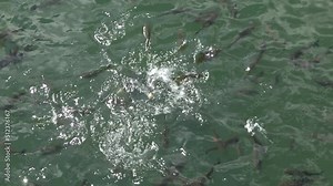 Giant Chernobyl catfish swim in the radioactive water of the cooling pond. Chernobyl exclusion zone