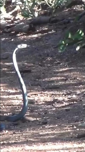 Why the Black Mamba Is Africa’s Deadliest Snake