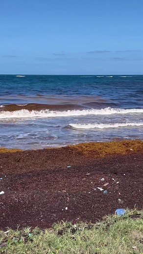 Sargasso Seaweed Impact on Saint Kitts Beaches