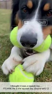 The 'Broken Squeaker' and the Ultimate Border Collie Glitch Fails! 💀 #shorts