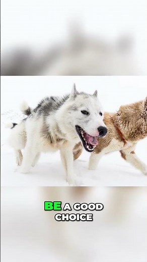 The Greenland Dog’s Personality — More Than Just a Sled Dog!