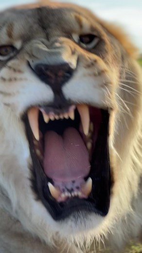 The first snarl was the warning.. lionesses can be way more intimidating than males #Bibi #lioness #nonprofitlionsanctuary