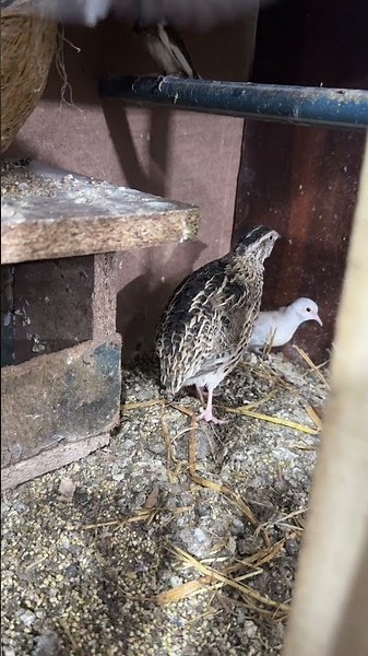 Quail laid first egg finally !