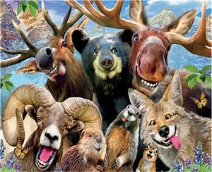 Paint by Numbers - Animals